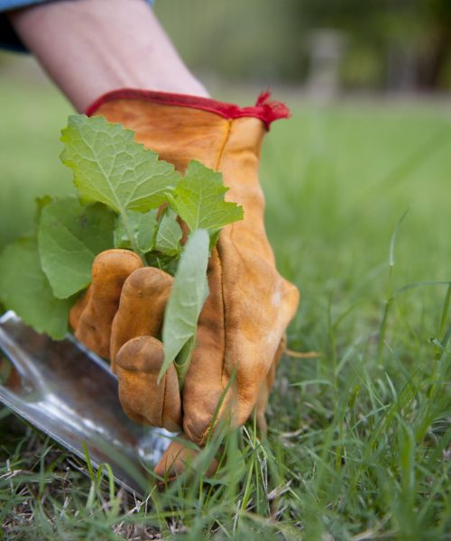 lawn care1