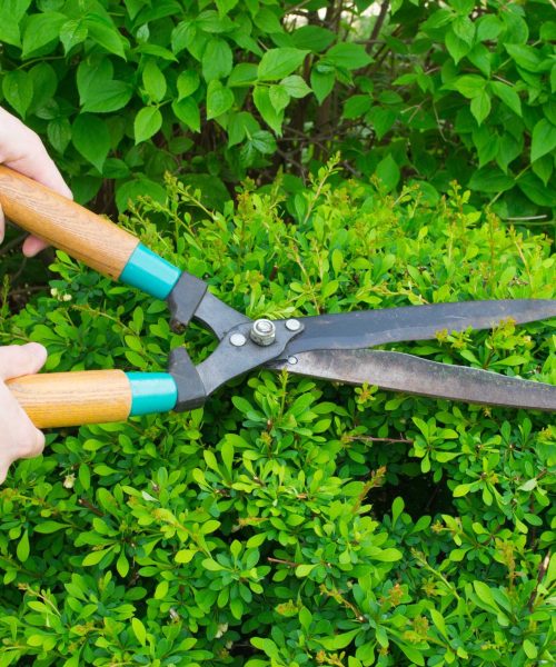pruning plants1